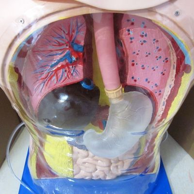 Des compétences innovantes en matière de tube nasal, gastrique et trachée