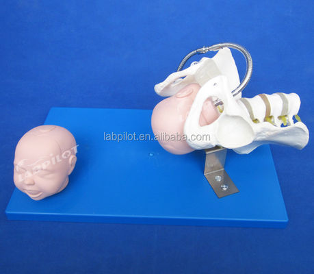 Vivant pelvis et têtes fœtales Modèle PVC avancé pour la démonstration des compétences d'accouchement