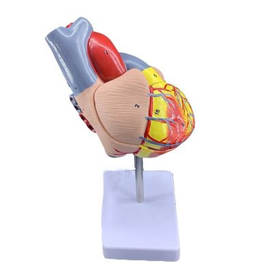 Taille de vie 2 pièces Anatomie médicale Parties du corps humain Modèle de cœur pour démonstration