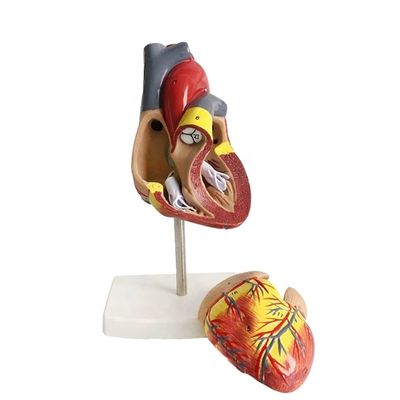 Taille de vie 2 pièces Anatomie médicale Parties du corps humain Modèle de cœur pour démonstration
