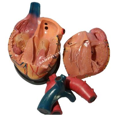 Le meilleur choix des hôpitaux pour un modèle 3D d'anatomie cardiaque humaine pour un apprentissage détaillé et précis