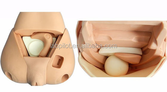 Simulateur de fond avancé pour l'examen de l'utérus Modèle de mannequin féminin postpartum