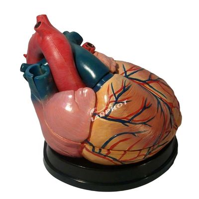Le meilleur choix des hôpitaux pour un modèle 3D d'anatomie cardiaque humaine pour un apprentissage détaillé et précis