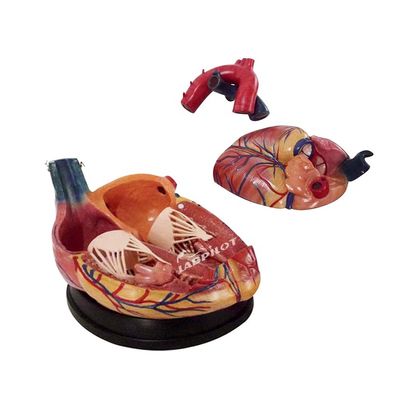 Le meilleur choix des hôpitaux pour un modèle 3D d'anatomie cardiaque humaine pour un apprentissage détaillé et précis