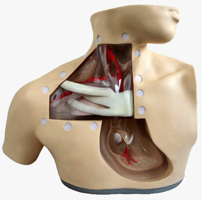 Modèles de formation en soins infirmiers cliniques Nutrition avancée Manequin infirmier avec cœur et veine