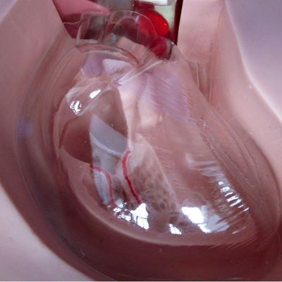 Modèles de formation en soins infirmiers cliniques Nutrition avancée Manequin infirmier avec cœur et veine
