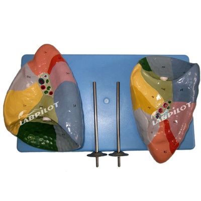 Segments bronchopulmonaires du modèle pulmonaire Taille de la vie humaine pour les écoles et l'enseignement médical