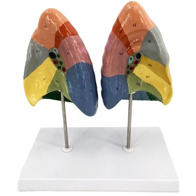 Segments bronchopulmonaires du modèle pulmonaire Taille de la vie humaine pour les écoles et l'enseignement médical