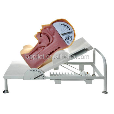 Simulateur de mécanisme de déglutition avancé de taille humaine pour l'entraînement