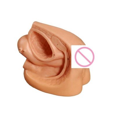 Modèle de pratique pour la formation en catétrisation des organes génitaux internes et urinaires féminins