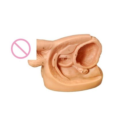 Modèle de pratique pour la formation en catétrisation des organes génitaux internes et urinaires féminins