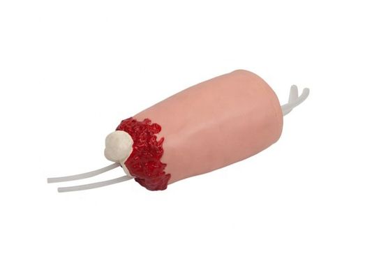 La taille de la vie humaine La taille de la cuisse Hémorragie Amputée Simulation pour l'enseignement des sciences médicales