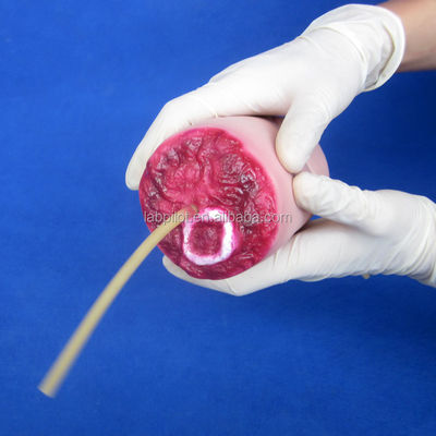 Modèle de formation à l'amputation du bras et à l'hémostase