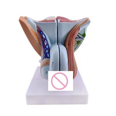 Simulation des organes génitaux humains Modèle anatomique des organes génitaux masculins pour les cliniques