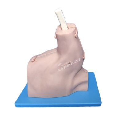 Taille de vie humaine démonstration de soins des patients démonstration de modèle d'arthroscopie de l'épaule