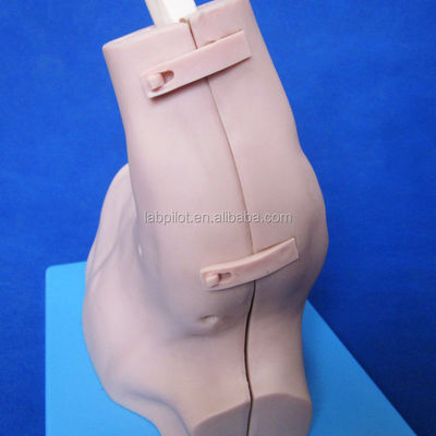 Taille de vie humaine démonstration de soins des patients démonstration de modèle d'arthroscopie de l'épaule