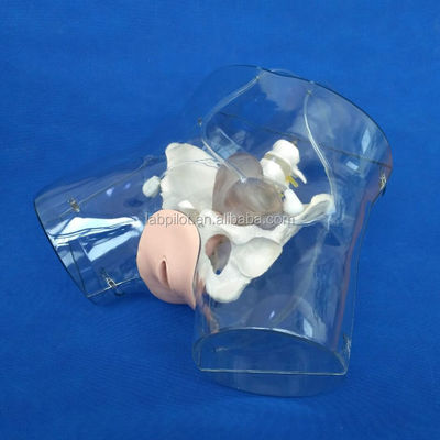 Modèle réaliste du bassin féminin pour l'outil de simulateur d'entraînement en dilatation et curettage