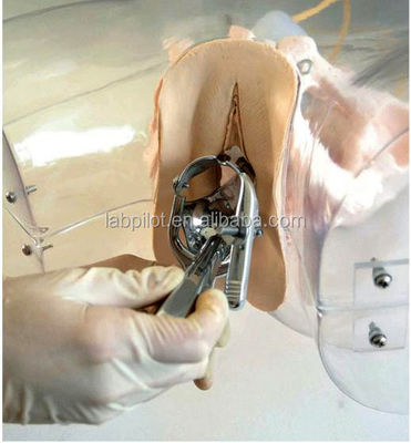 Modèle réaliste du bassin féminin pour l'outil de simulateur d'entraînement en dilatation et curettage
