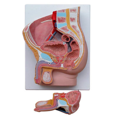 Enseignement de l'anatomie des organes reproducteurs Sagitalis médiane 2 parties Modèle de la cavité pelvienne masculine