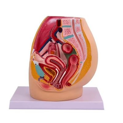 Modèle d'anatomie de la cavité pelvienne féminine dans la section médiasagitale pour l'enseignement dans les hôpitaux