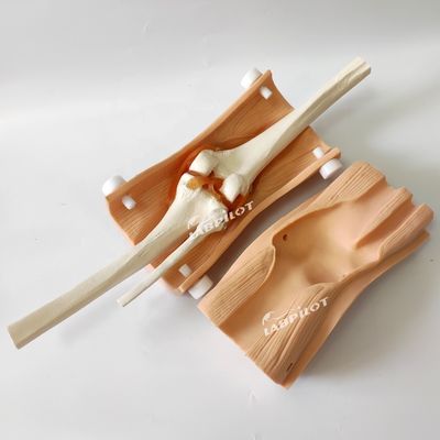 Modèle d'arthroscopie de taille humaine Modèle de démonstration d'enseignement médical de l'articulation du genou