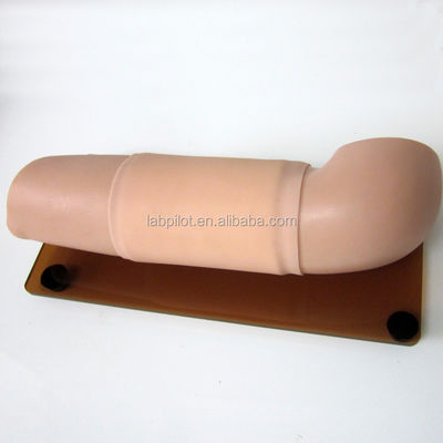 Modèle de mannequin pour les compétences obstétricales et gynécologiques Modèle de bras d'enseignement de la contraception