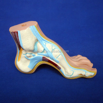 Catégories Structures détaillées de l'anatomie Modèles 3D biologiques normaux de pieds plats et en arc
