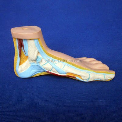 Catégories Structures détaillées de l'anatomie Modèles 3D biologiques normaux de pieds plats et en arc