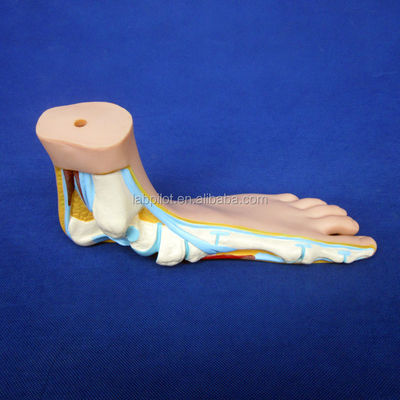 Catégories Structures détaillées de l'anatomie Modèles 3D biologiques normaux de pieds plats et en arc