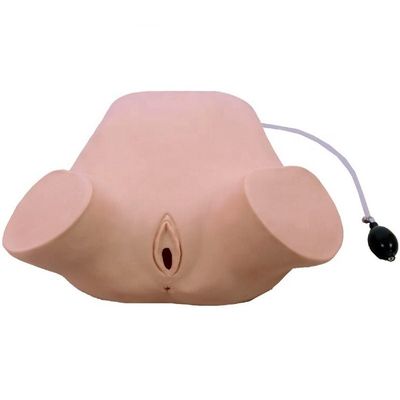 Modèle de formation à quatre manœuvres en PVC multifonctionnel pour l'examen du rectum et du vagin