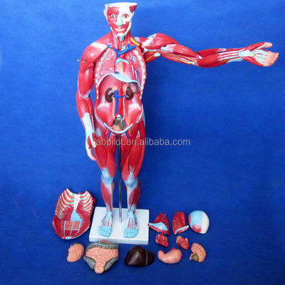 Article Modèle d'anatomie du corps humain montrant les organes internes et les muscles Mannequin de torse