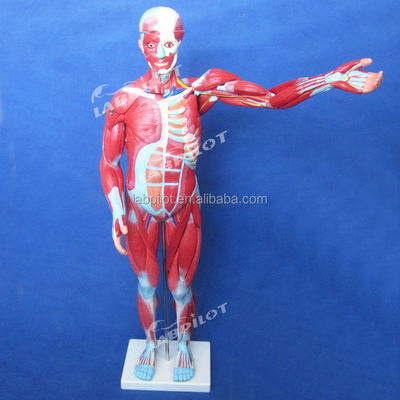 Article Modèle d'anatomie du corps humain montrant les organes internes et les muscles Mannequin de torse