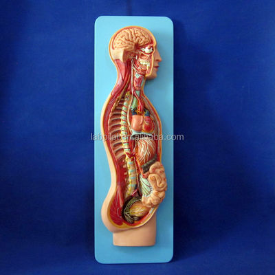 Modèle anatomique détaillé de la taille humaine du système nerveux automatique et des organes du torse