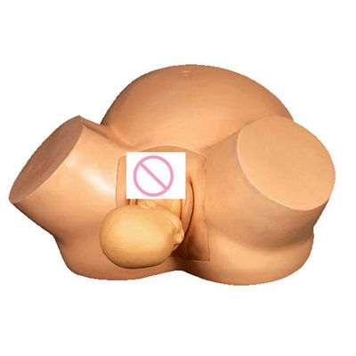 Simulateur de grossesse de taille humaine réaliste pour les obstétriciens et les médecins