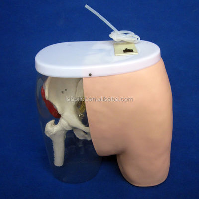 Science médicale Modèle de formation à l'injection intramusculaire avec des muscles et des nerfs visibles