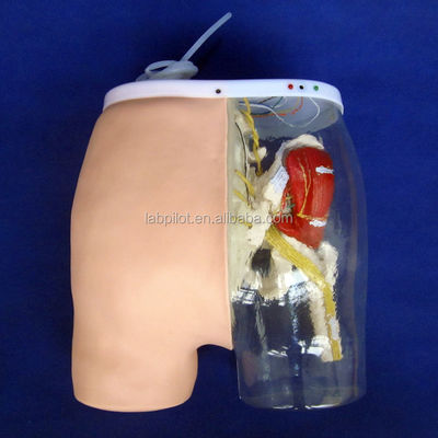 Science médicale Modèle de formation à l'injection intramusculaire avec des muscles et des nerfs visibles