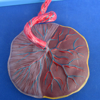 Science médicale Modèle de circulation fœtale peint avec placenta et cordon ombilical du cœur