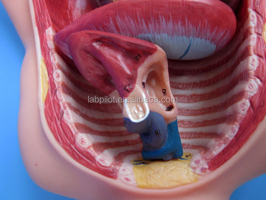 Science médicale Modèle de circulation fœtale peint avec placenta et cordon ombilical du cœur