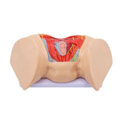 Science médicale Modèle anatomique Femme avancée Muscles périnéens Nerfs et vaisseaux sanguins