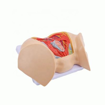 Science médicale Modèle anatomique Femme avancée Muscles périnéens Nerfs et vaisseaux sanguins