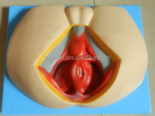 Modèle avancé du périnée en PVC de taille humaine pour comprendre l'anatomie périnéale masculine