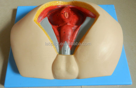 Modèle avancé du périnée en PVC de taille humaine pour comprendre l'anatomie périnéale masculine