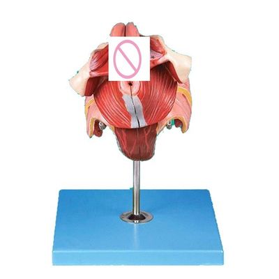 Modèle avancé d'anatomie du périnée féminin en PVC pour la formation et la démonstration médicales