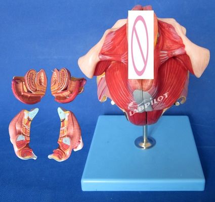 Modèle avancé d'anatomie du périnée féminin en PVC pour la formation et la démonstration médicales