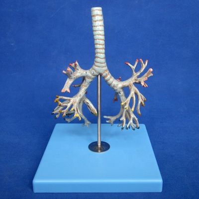 Modèle de bronche humaine médicale Bronche PVC avancée de la trachée Modèle en taille réelle