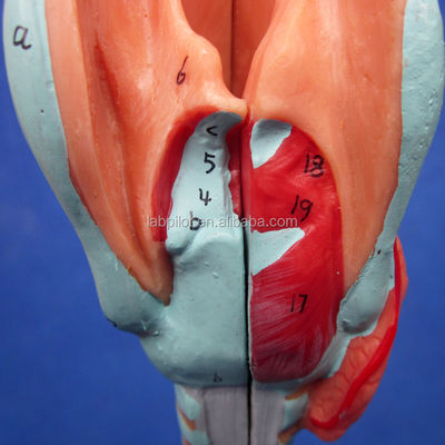 Science médicale affiche détachable bronchique Arbre et modèle de trachée pour l'anatomie du larynx