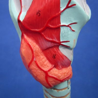 Science médicale affiche détachable bronchique Arbre et modèle de trachée pour l'anatomie du larynx