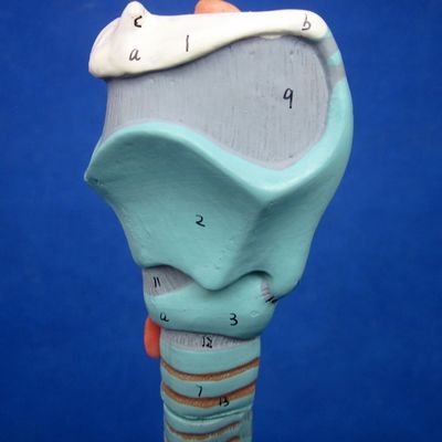 Science médicale affiche détachable bronchique Arbre et modèle de trachée pour l'anatomie du larynx