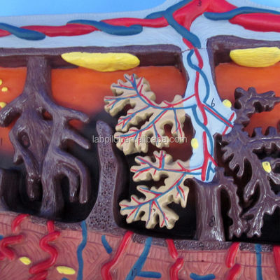 Modèle 3D du placenta et du cordon ombilical pour démonstrations d'anatomie