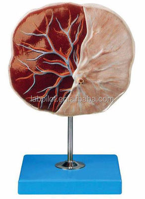 Science médicale Modèle 3D du placenta humain et du cordon ombilical avec une anatomie détaillée